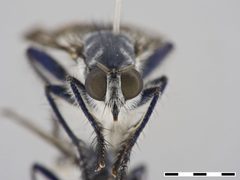 Orthogonis sp. by the Smithsonian. Used under a CC0 license.