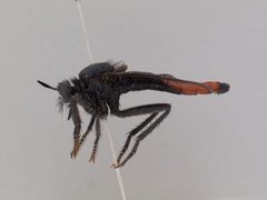Ospriocerus aeacus by the Smithsonian. Used under a CC0 license.