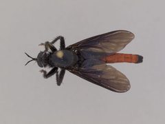 Ospriocerus aeacus by the Smithsonian. Used under a CC0 license.