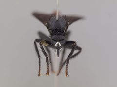 Ospriocerus aeacus by the Smithsonian. Used under a CC0 license.