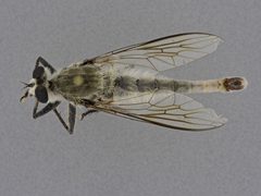 Proctacanthus coquilletti by the Smithsonian. Used under a CC0 license.