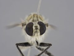 Proctacanthus coquilletti by the Smithsonian. Used under a CC0 license.