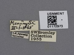 Proctacanthus heros by the Smithsonian. Used under a CC0 license.