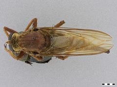 Proctacanthus heros by the Smithsonian. Used under a CC0 license.