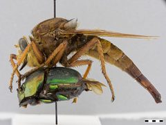 Proctacanthus heros by the Smithsonian. Used under a CC0 license.