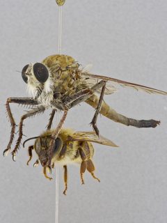 Proctacanthus nearno by the Smithsonian. Used under a CC0 license.