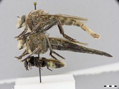 Proctacanthus occidentalis by the Smithsonian. Used under a CC0 license.
