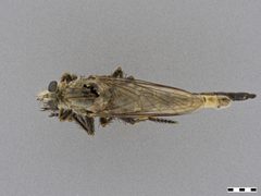 Proctacanthus occidentalis by the Smithsonian. Used under a CC0 license.