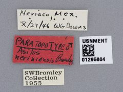 Prolatiforceps neriacensis by the Smithsonian. Used under a CC0 license.