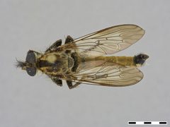 Prolatiforceps neriacensis by the Smithsonian. Used under a CC0 license.