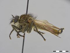 Prolatiforceps neriacensis by the Smithsonian. Used under a CC0 license.