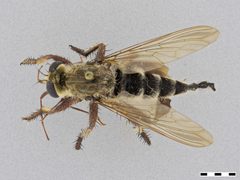 Promachus bastardii by the Smithsonian. Used under a CC0 license.