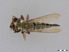 Promachus bastardii by the Smithsonian. Used under a CC0 license.
