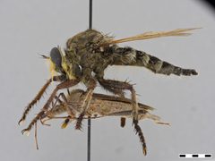 Promachus bastardii by the Smithsonian. Used under a CC0 license.