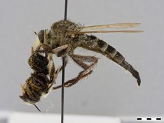 Promachus bastardii by the Smithsonian. Used under a CC0 license.