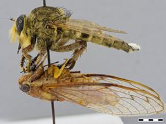 Promachus rufipes by the Smithsonian. Used under a CC0 license.