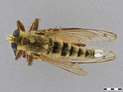 Promachus rufipes by the Smithsonian. Used under a CC0 license.