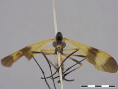 Pseudorus sp. by the Smithsonian. Used under a CC0 license.