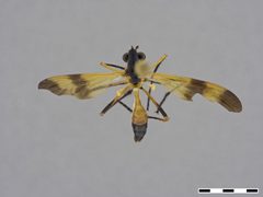 Pseudorus sp. by the Smithsonian. Used under a CC0 license.