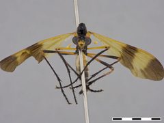 Pseudorus sp. by the Smithsonian. Used under a CC0 license.