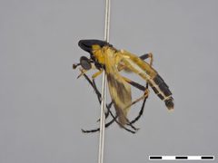 Pseudorus sp. by the Smithsonian. Used under a CC0 license.