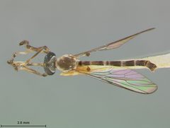 Psilonyx arawak by the Smithsonian. Used under a CC0 license.