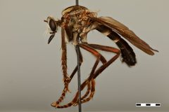 Saropogon dispar by the Smithsonian. Used under a CC0 license.