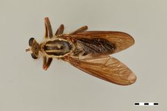 Saropogon dispar by the Smithsonian. Used under a CC0 license.