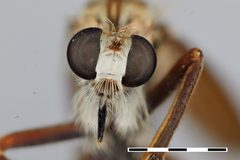 Saropogon dispar by the Smithsonian. Used under a CC0 license.