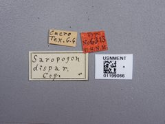 Saropogon dispar by the Smithsonian. Used under a CC0 license.