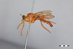 Saropogon luteus by the Smithsonian. Used under a CC0 license.