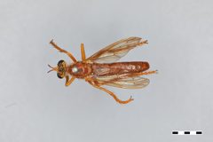 Saropogon luteus by the Smithsonian. Used under a CC0 license.