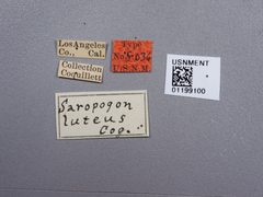 Saropogon luteus by the Smithsonian. Used under a CC0 license.