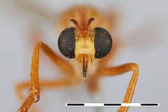 Saropogon luteus by the Smithsonian. Used under a CC0 license.