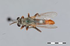 Saropogon semiustus by the Smithsonian. Used under a CC0 license.