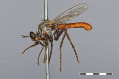 Saropogon semiustus by the Smithsonian. Used under a CC0 license.