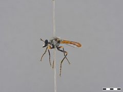 Saropogon semiustus by the Smithsonian. Used under a CC0 license.