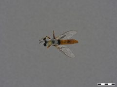 Saropogon semiustus by the Smithsonian. Used under a CC0 license.