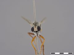 Saropogon semiustus by the Smithsonian. Used under a CC0 license.