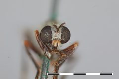 Saropogon semiustus by the Smithsonian. Used under a CC0 license.