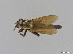 Stenopogon aeacidinus by the Smithsonian. Used under a CC0 license.