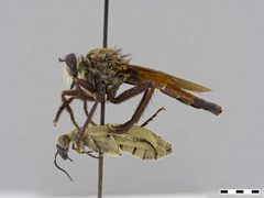 Stenopogon aeacidinus by the Smithsonian. Used under a CC0 license.