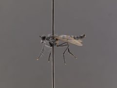 Stichopogon argenteus by the Smithsonian. Used under a CC0 license.