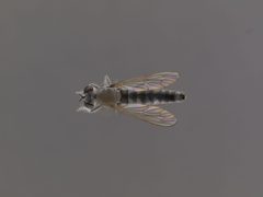 Stichopogon argenteus by the Smithsonian. Used under a CC0 license.
