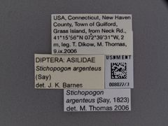 Stichopogon argenteus by the Smithsonian. Used under a CC0 license.