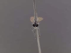 Stichopogon argenteus by the Smithsonian. Used under a CC0 license.