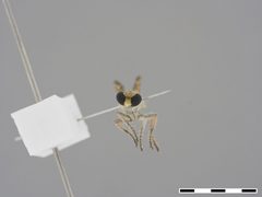 Stichopogon hermanni by the Smithsonian. Used under a CC0 license.