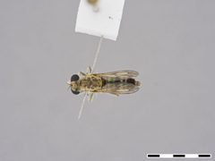 Stichopogon hermanni by the Smithsonian. Used under a CC0 license.