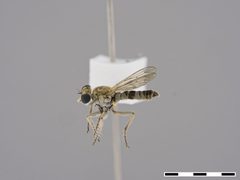 Stichopogon hermanni by the Smithsonian. Used under a CC0 license.