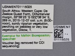 Stichopogon hermanni by the Smithsonian. Used under a CC0 license.